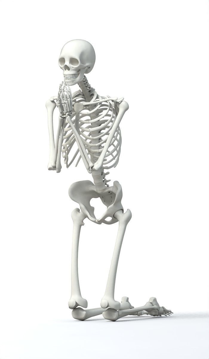 Human skeleton Low-poly 3D model_5
