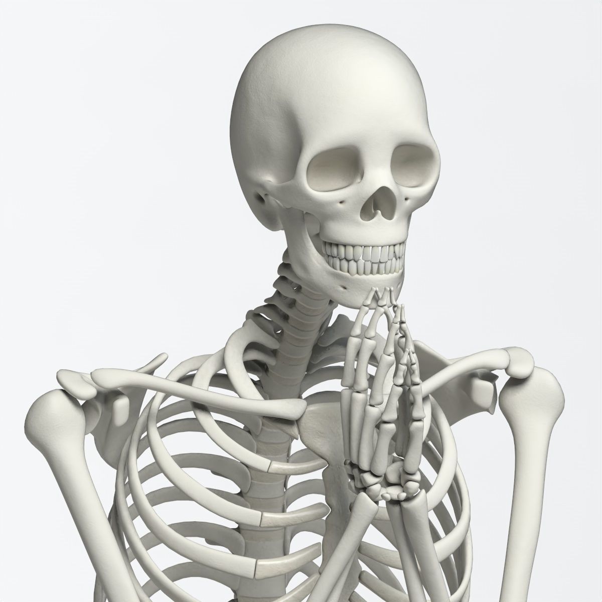 Human skeleton Low-poly 3D model_38