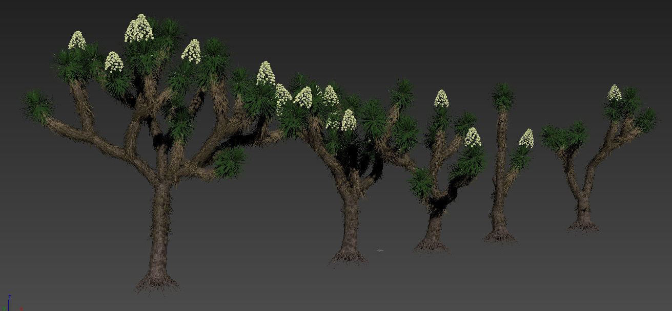 Joshua tree collection 3D model_2