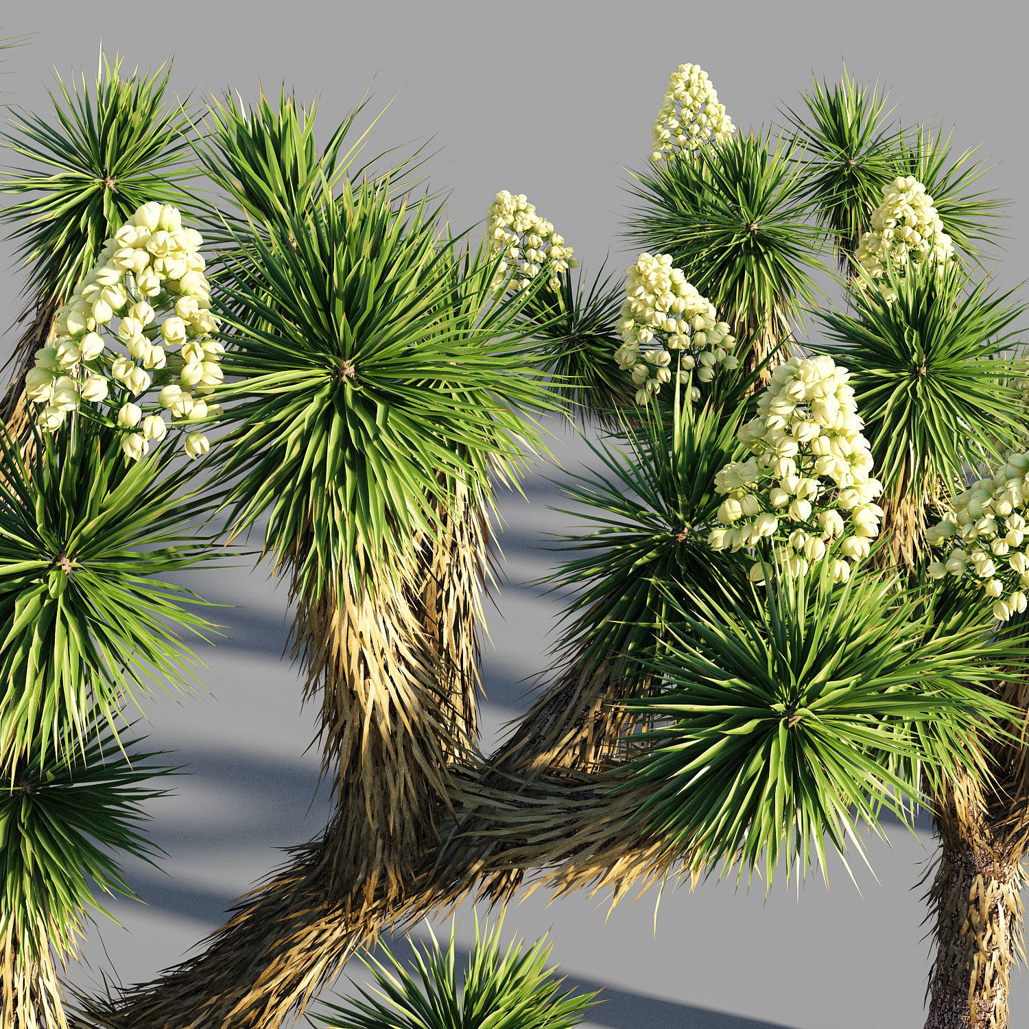 Joshua tree collection 3D model_5
