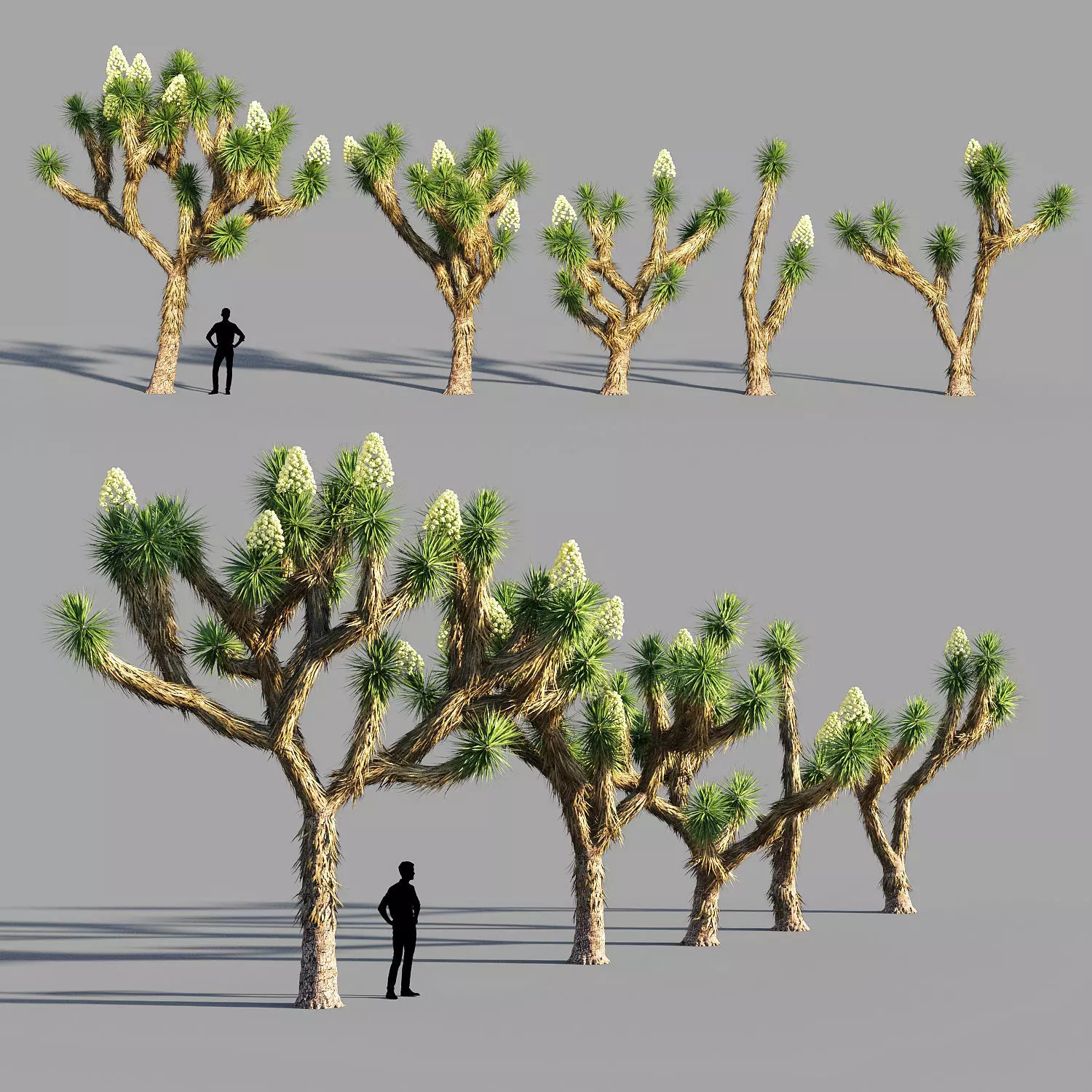 Joshua tree collection 3D model_0