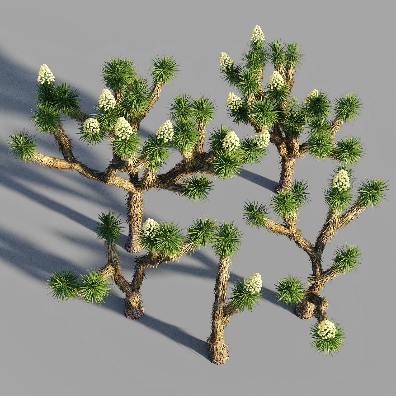 Joshua tree collection 3D model_4