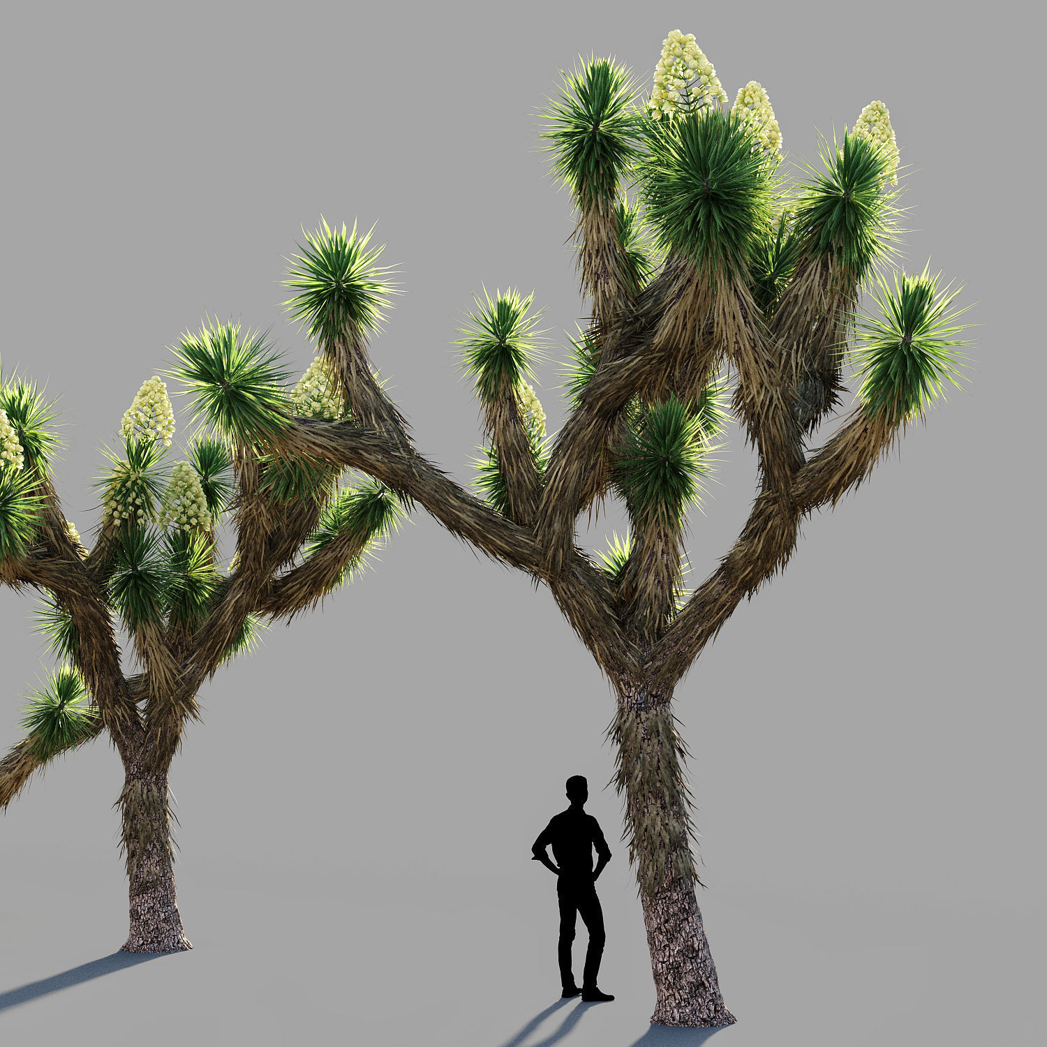 Joshua tree collection 3D model_3