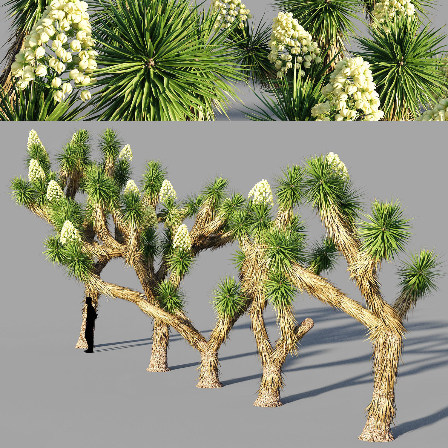 Joshua tree collection 3D model_1