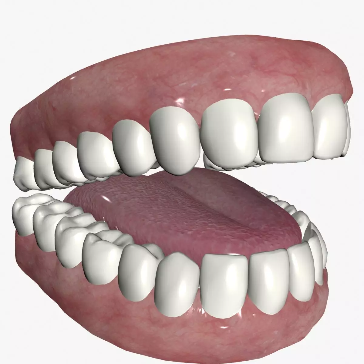 Cartoon teeth and gums Low-poly 3D model