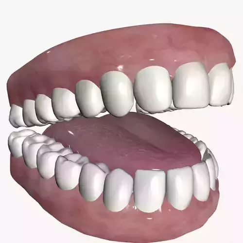 Cartoon teeth and gums  Low-poly 3D model