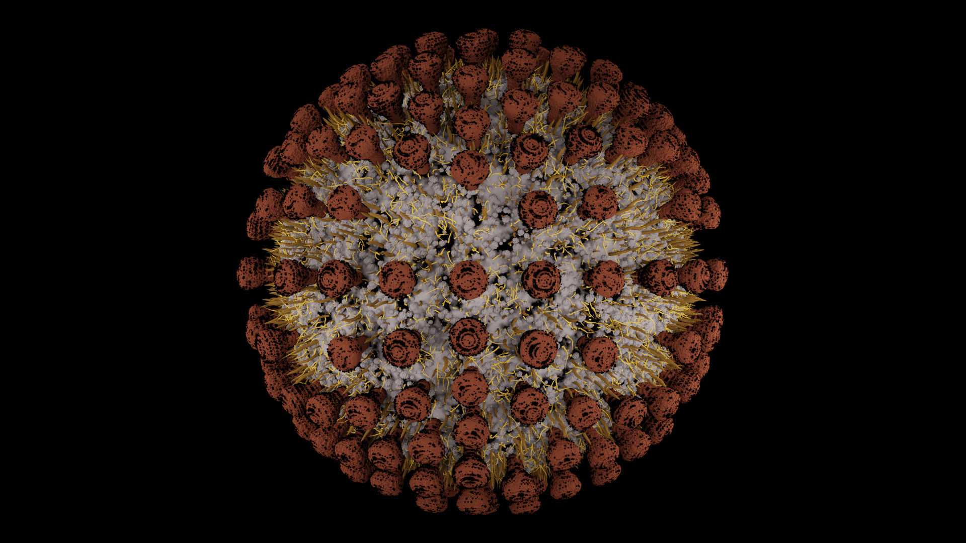Coronavirus covid19 virus 3D model_5