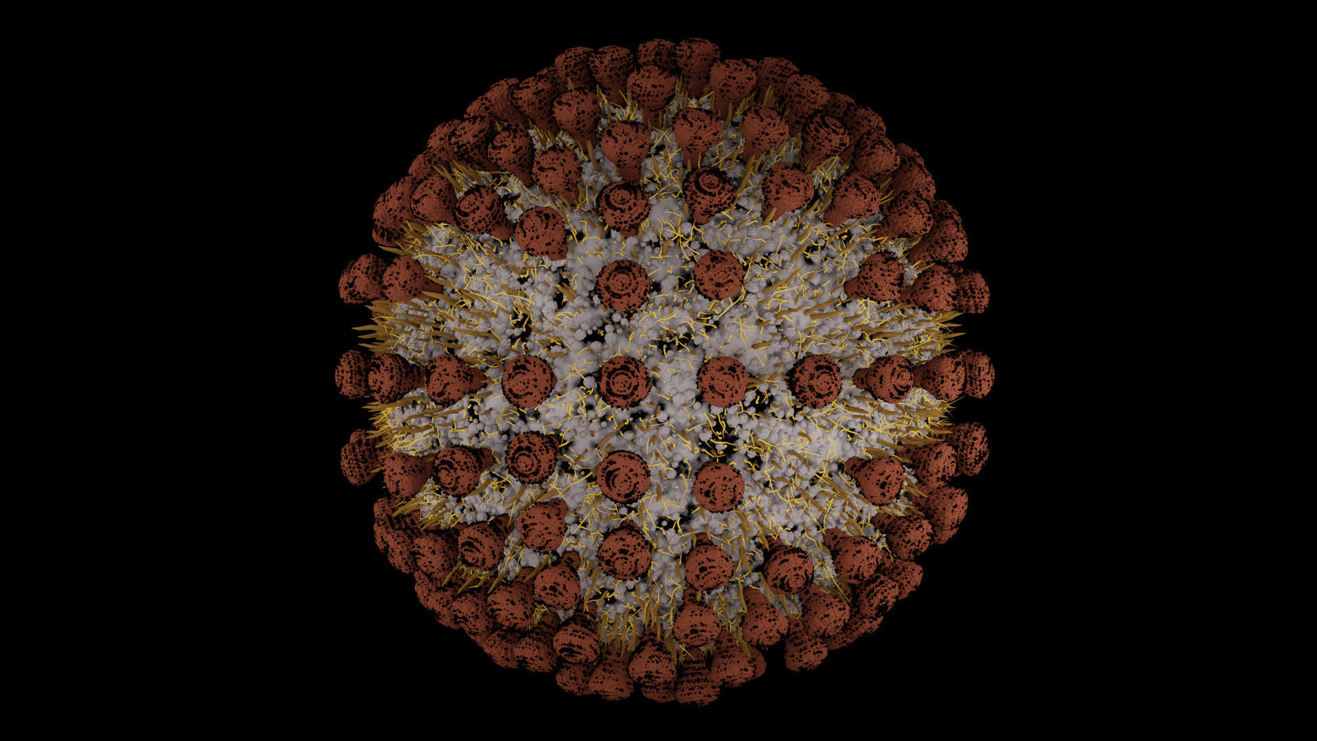 Coronavirus covid19 virus 3D model_4