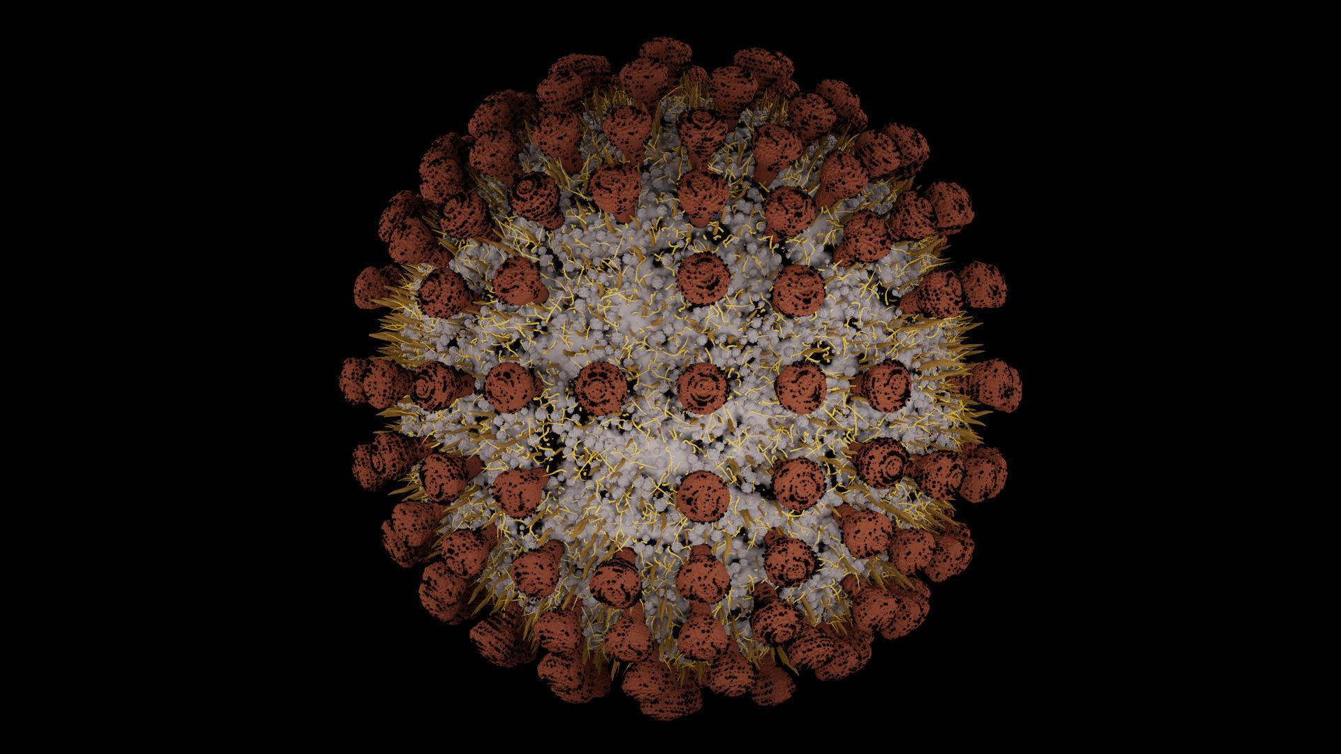 Coronavirus covid19 virus 3D model_2