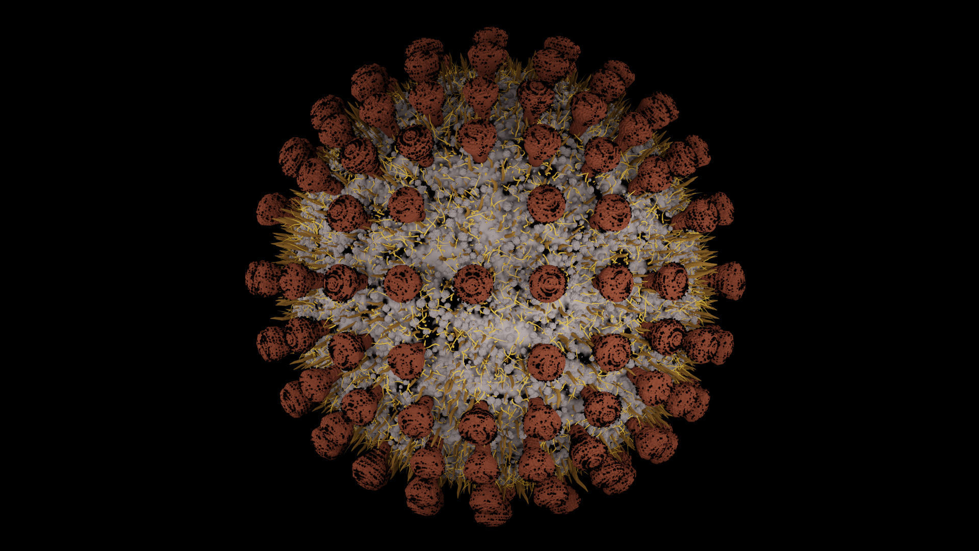 Coronavirus covid19 virus 3D model_3