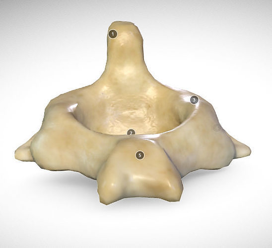 2nd Cervical Vertebra - Axis Low-poly 3D model