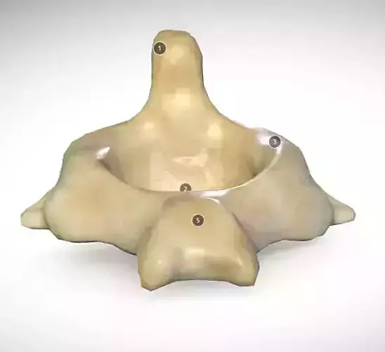 2nd Cervical Vertebra - Axis Low-poly 3D model