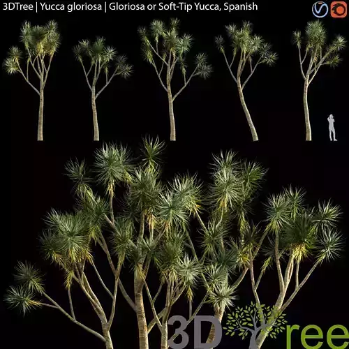 Yucca gloriosa - Gloriosa or Soft-Tip Yucca-Spanish