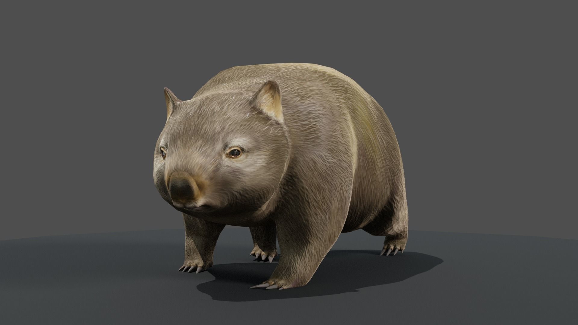 Common Wombat-Low Poly Animated  Low-poly 3D model_2