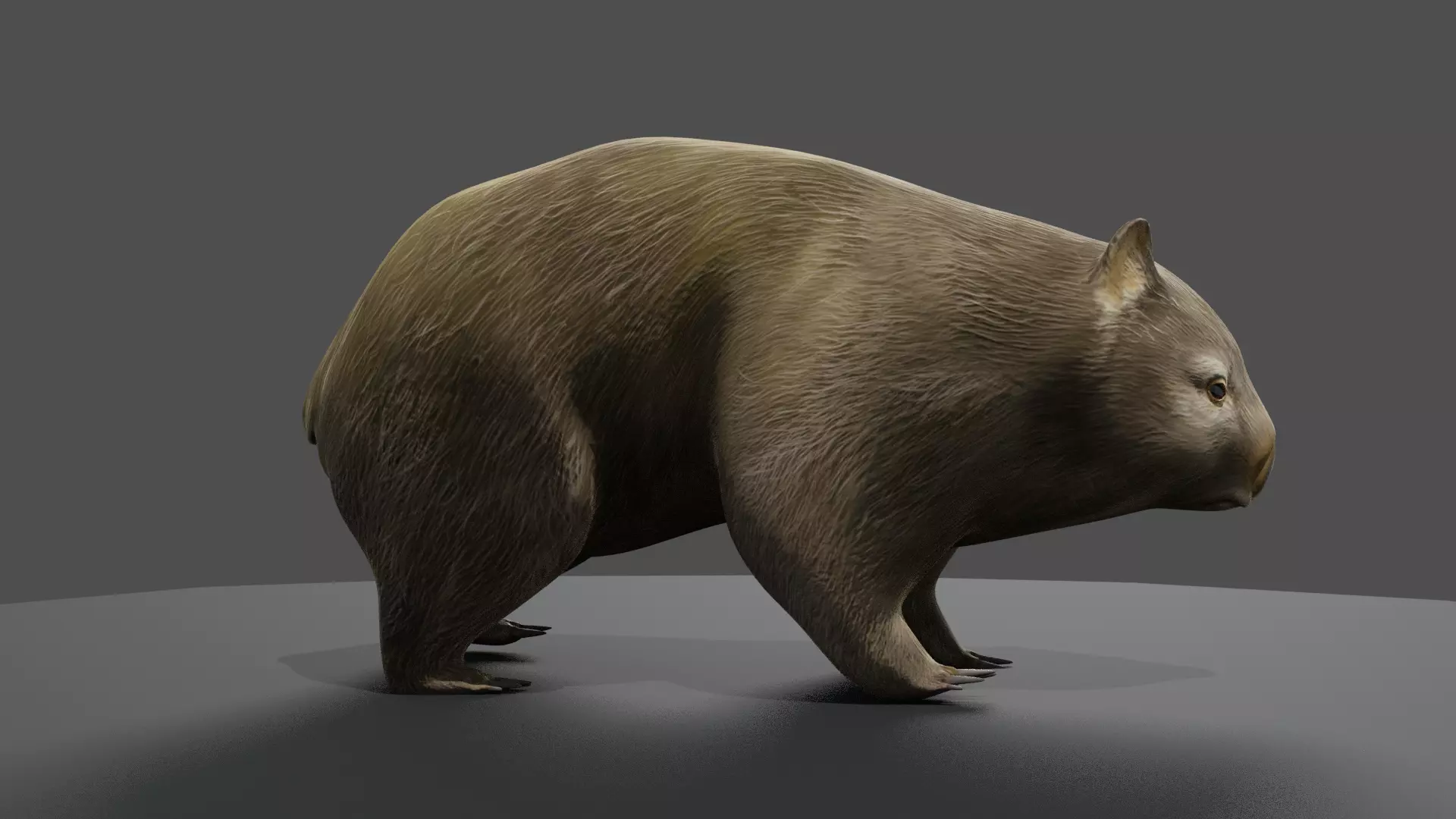 Common Wombat-Low Poly Animated  Low-poly 3D model_0