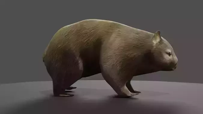 Common Wombat-Low Poly Animated  Low-poly 3D model