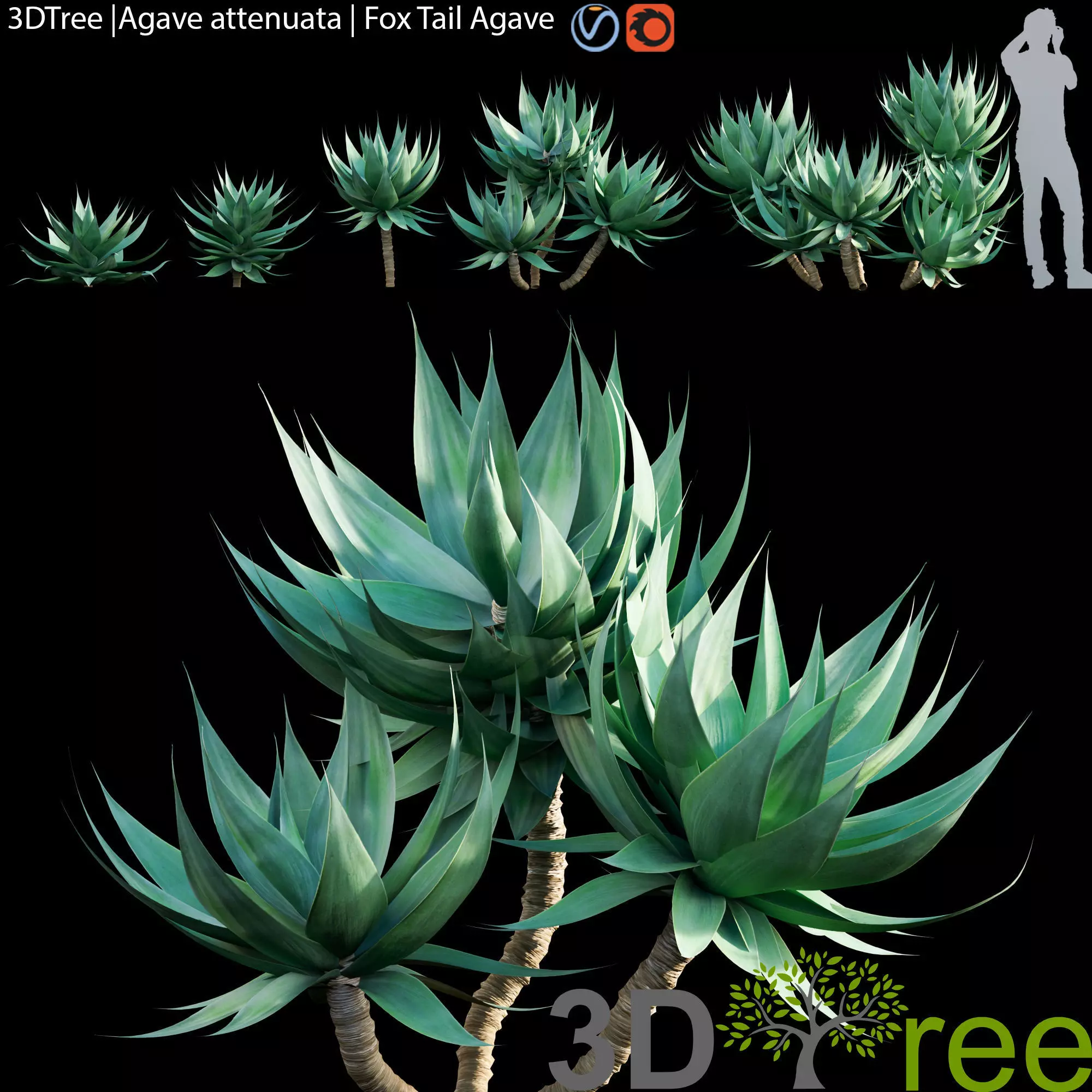 Agave attenuata-Fox Tail Agave 3D model