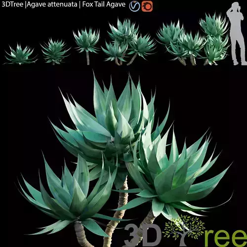 Agave attenuata-Fox Tail Agave