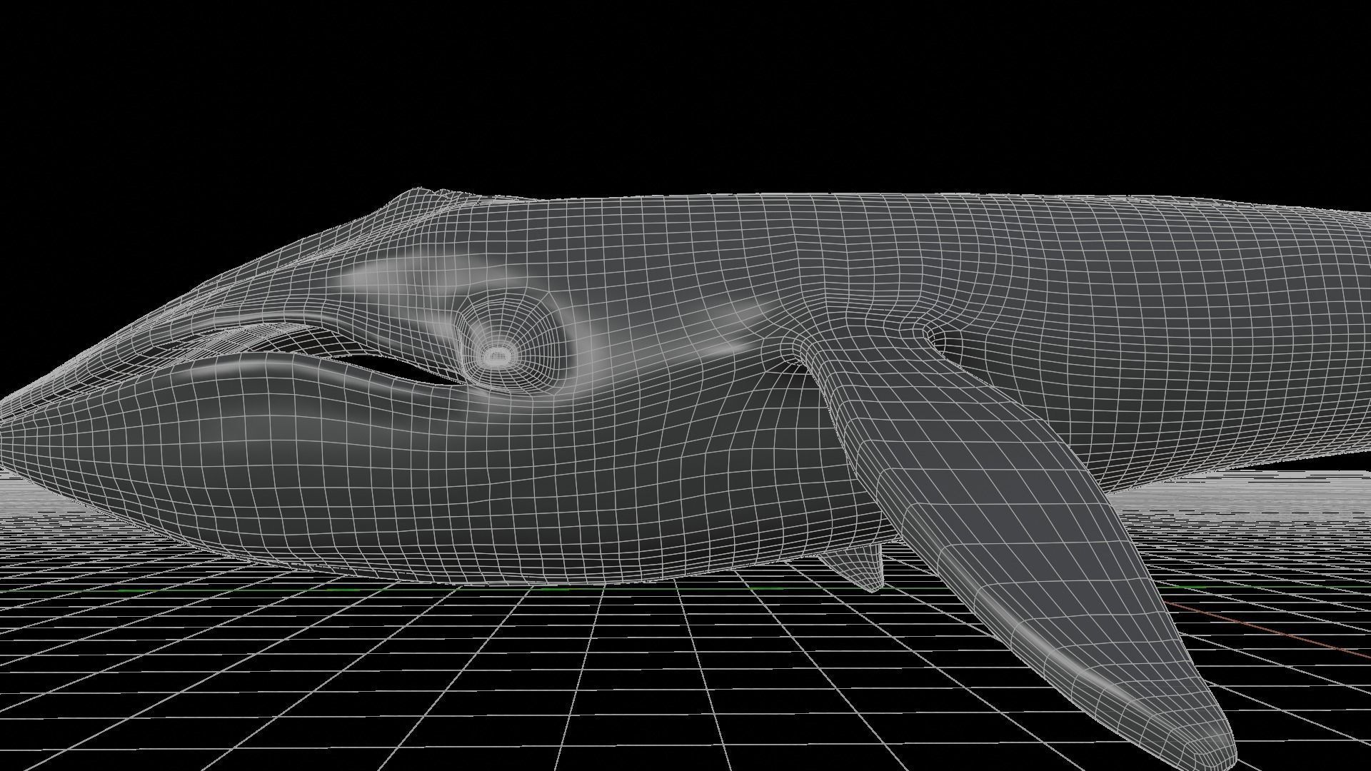 Blue whale 3D model_6