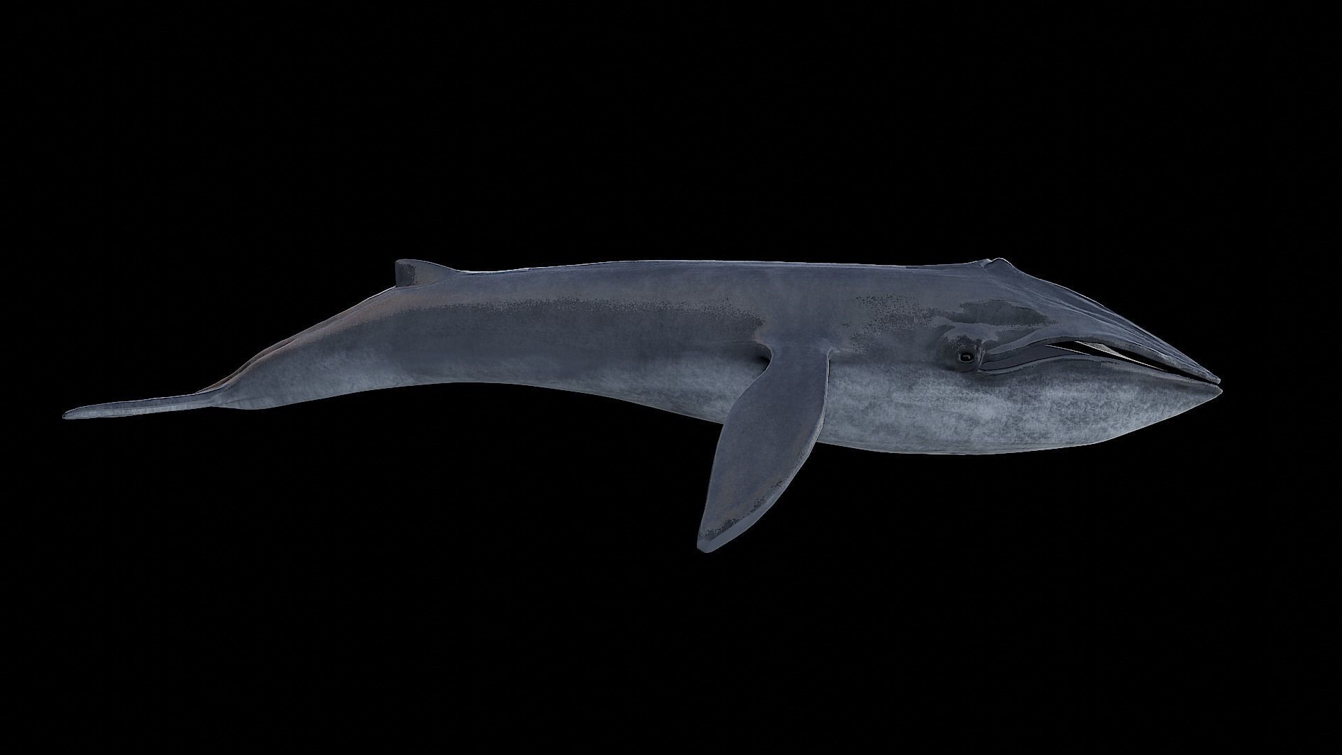 Blue whale 3D model_4