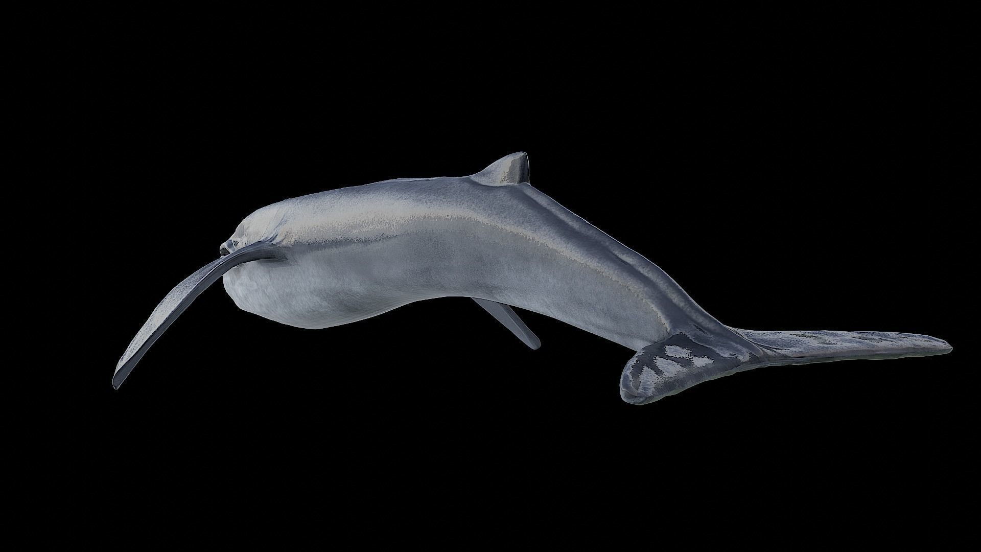 Blue whale 3D model_3