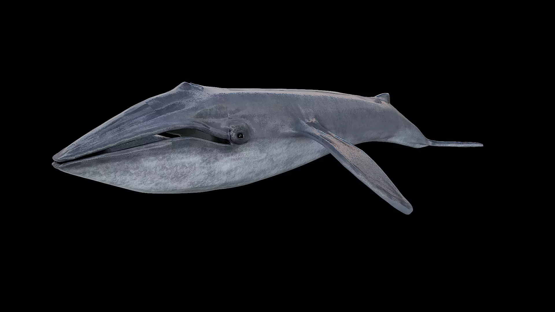 Blue whale 3D model_0