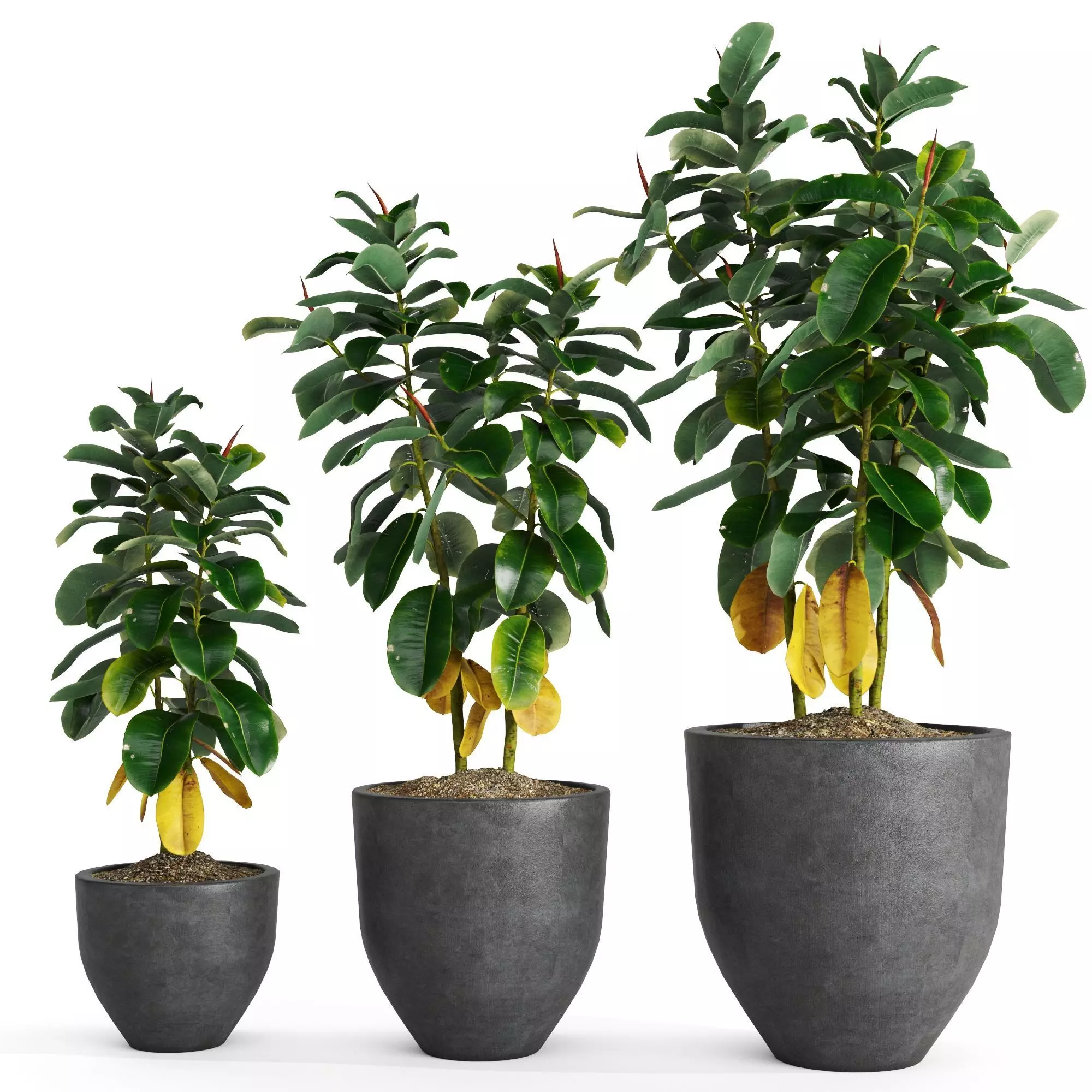Ficus Elastica Set 3D model
