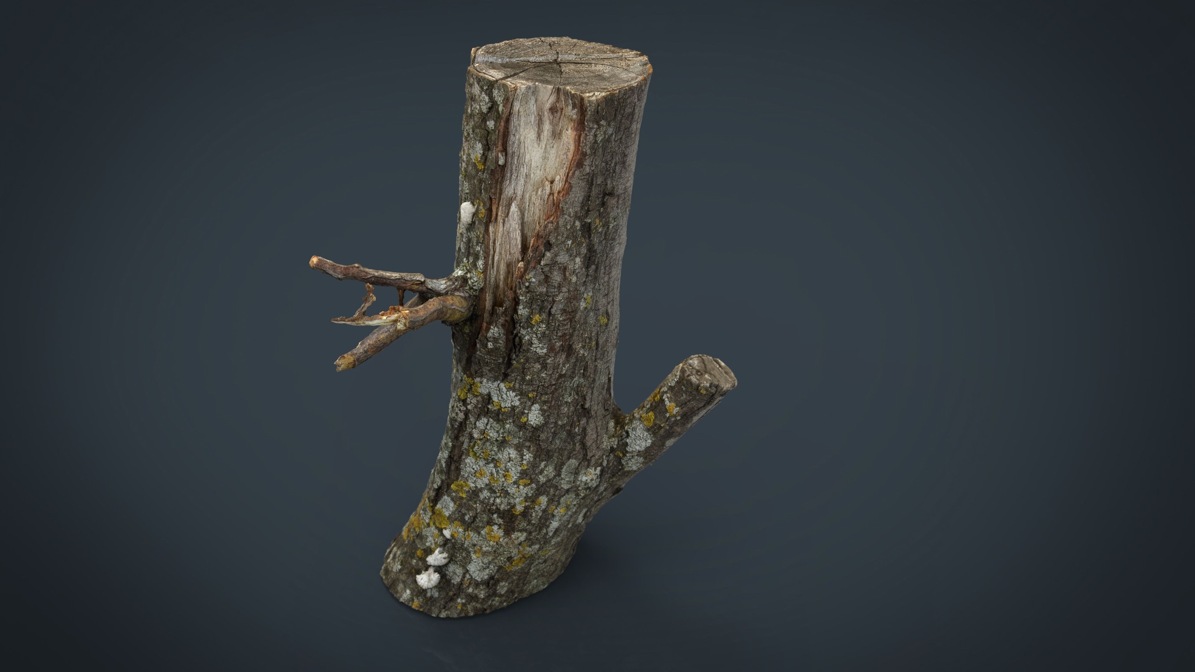 Wood Log 3 Low-poly 3D model_4