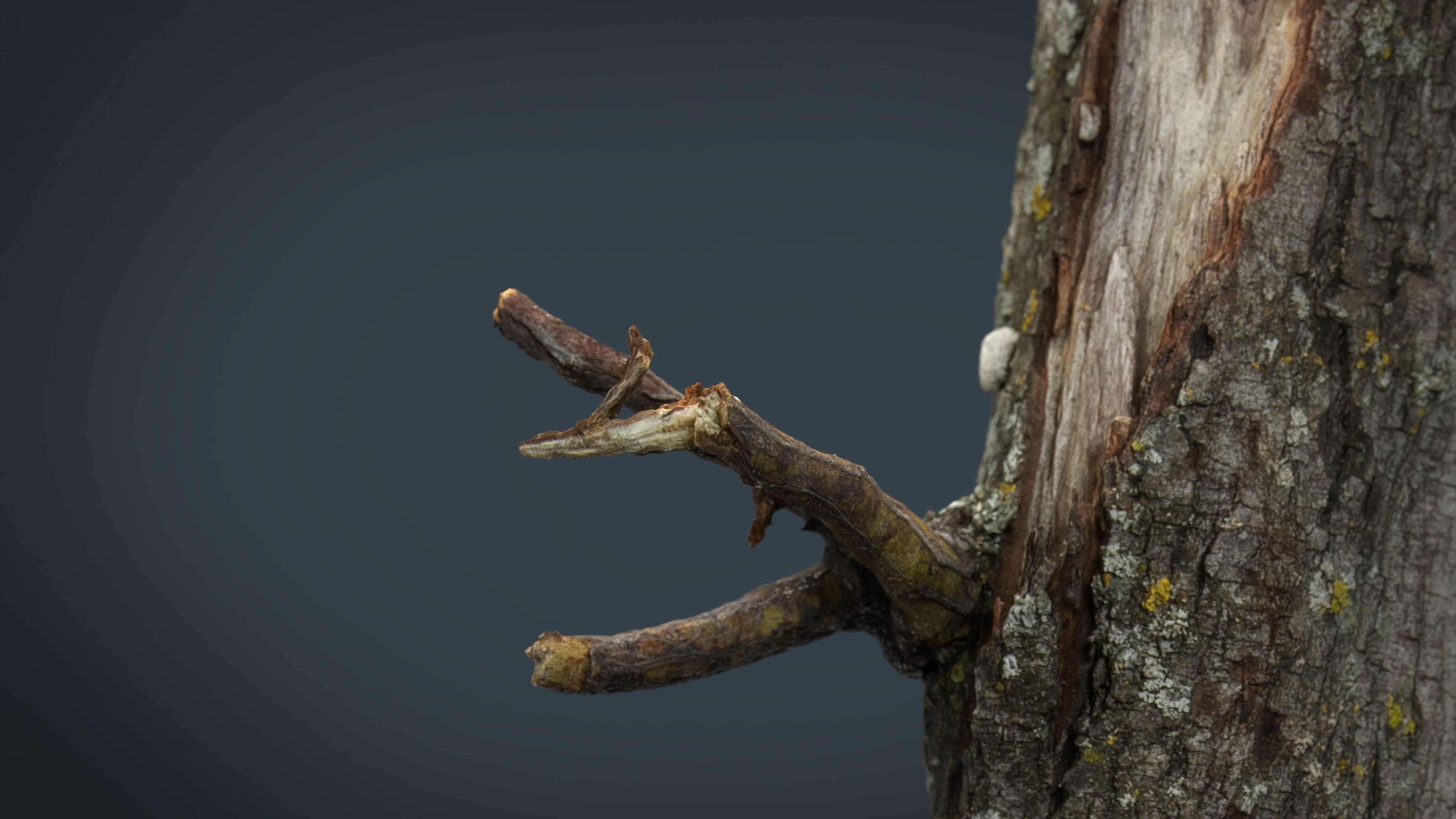 Wood Log 3 Low-poly 3D model_6