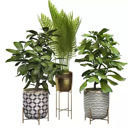 Potted plants Set 6 3D model