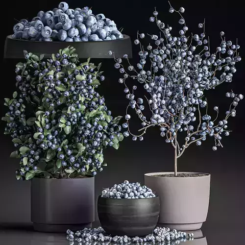 Decorative blueberry tree in Pots for the interior 547