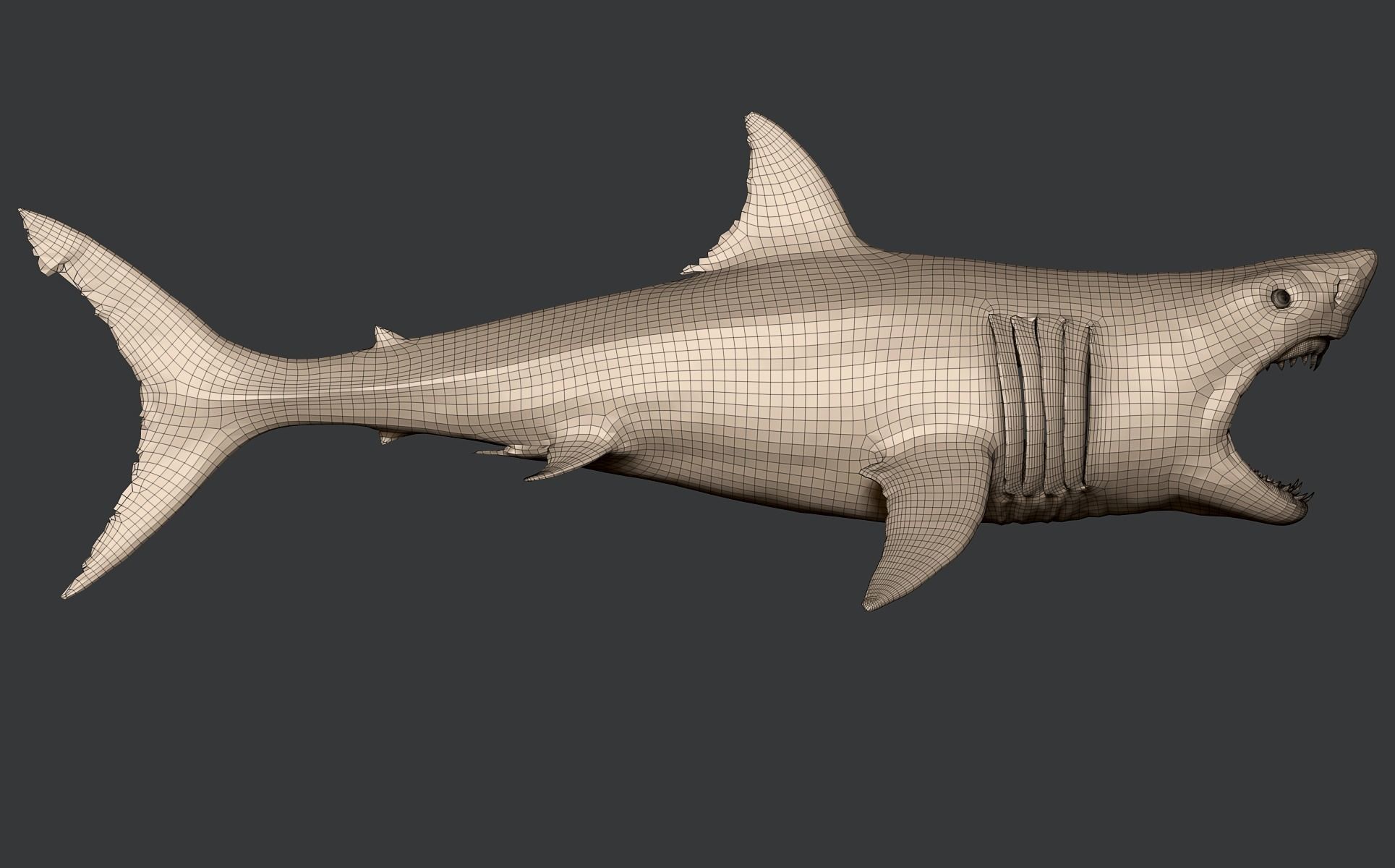 White Shark 3D model_26