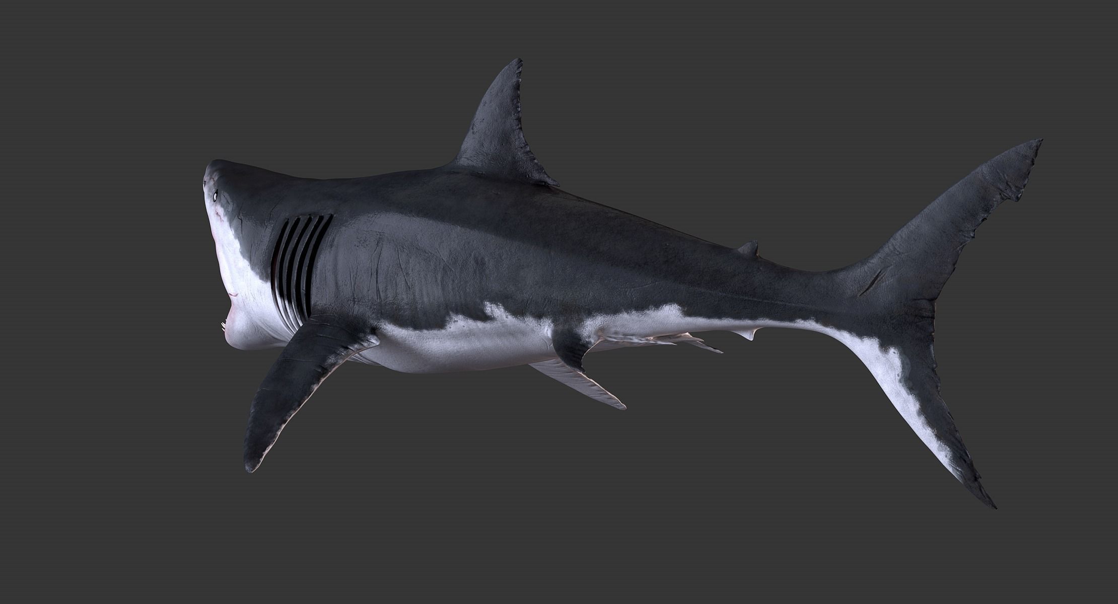 White Shark 3D model_7