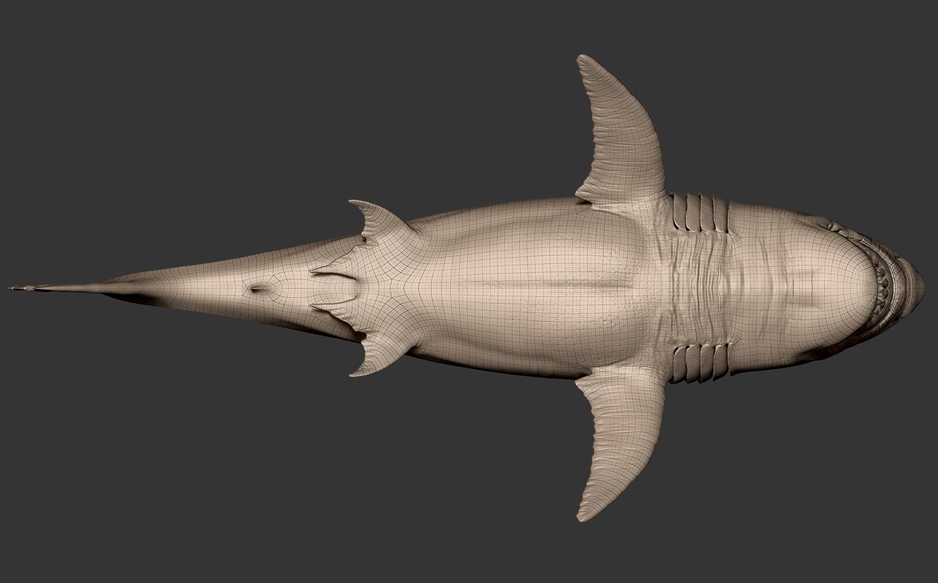 White Shark 3D model_29