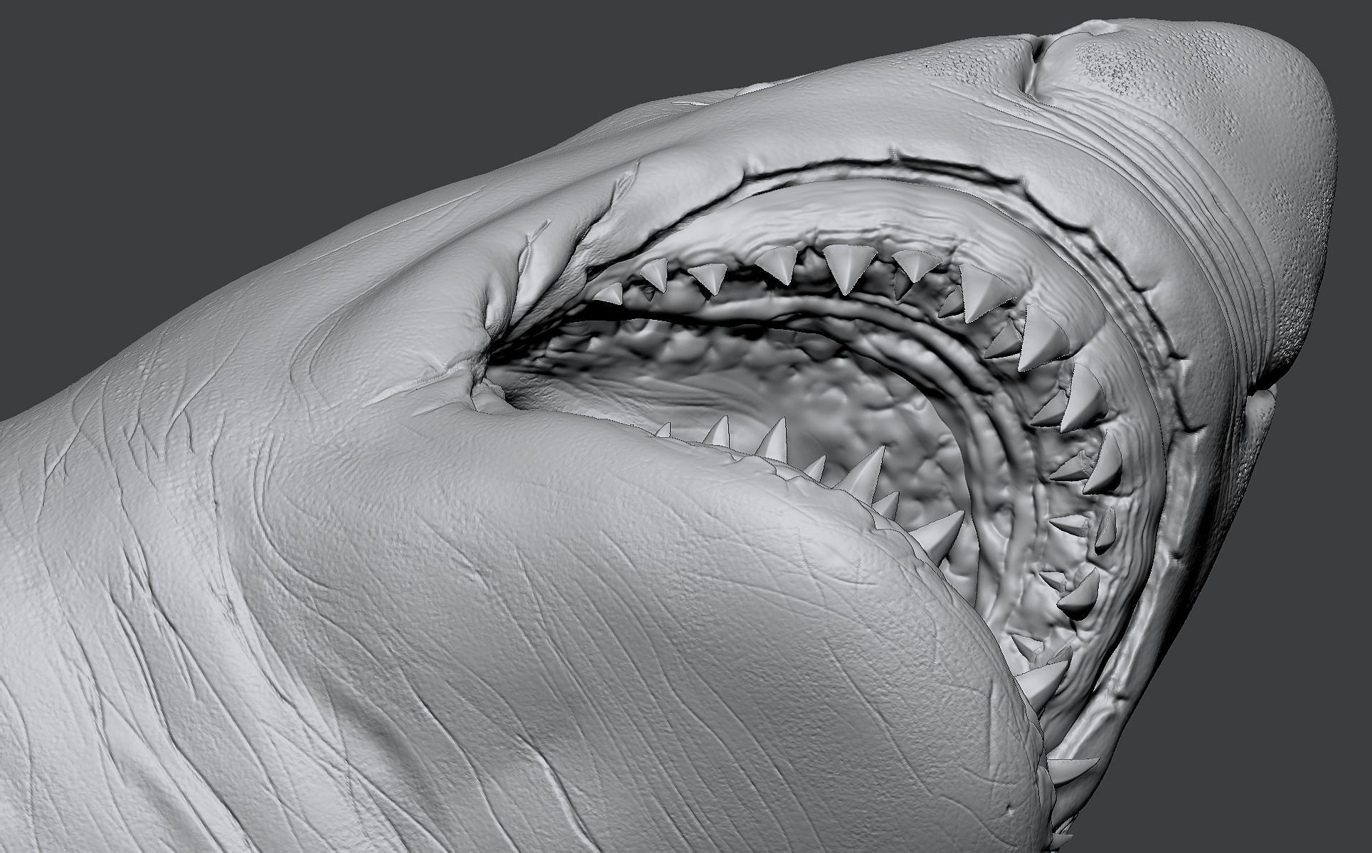 White Shark 3D model_20