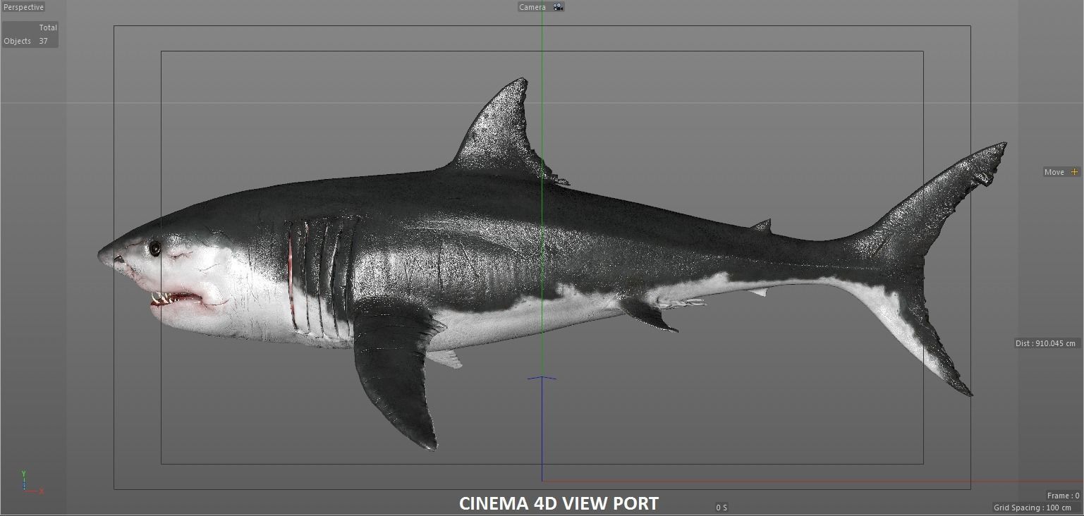 White Shark 3D model_35