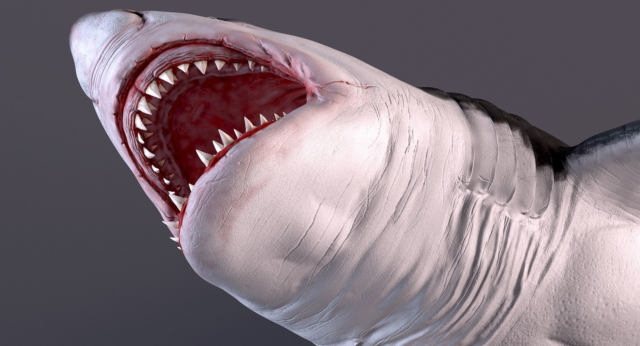 White Shark 3D model_13