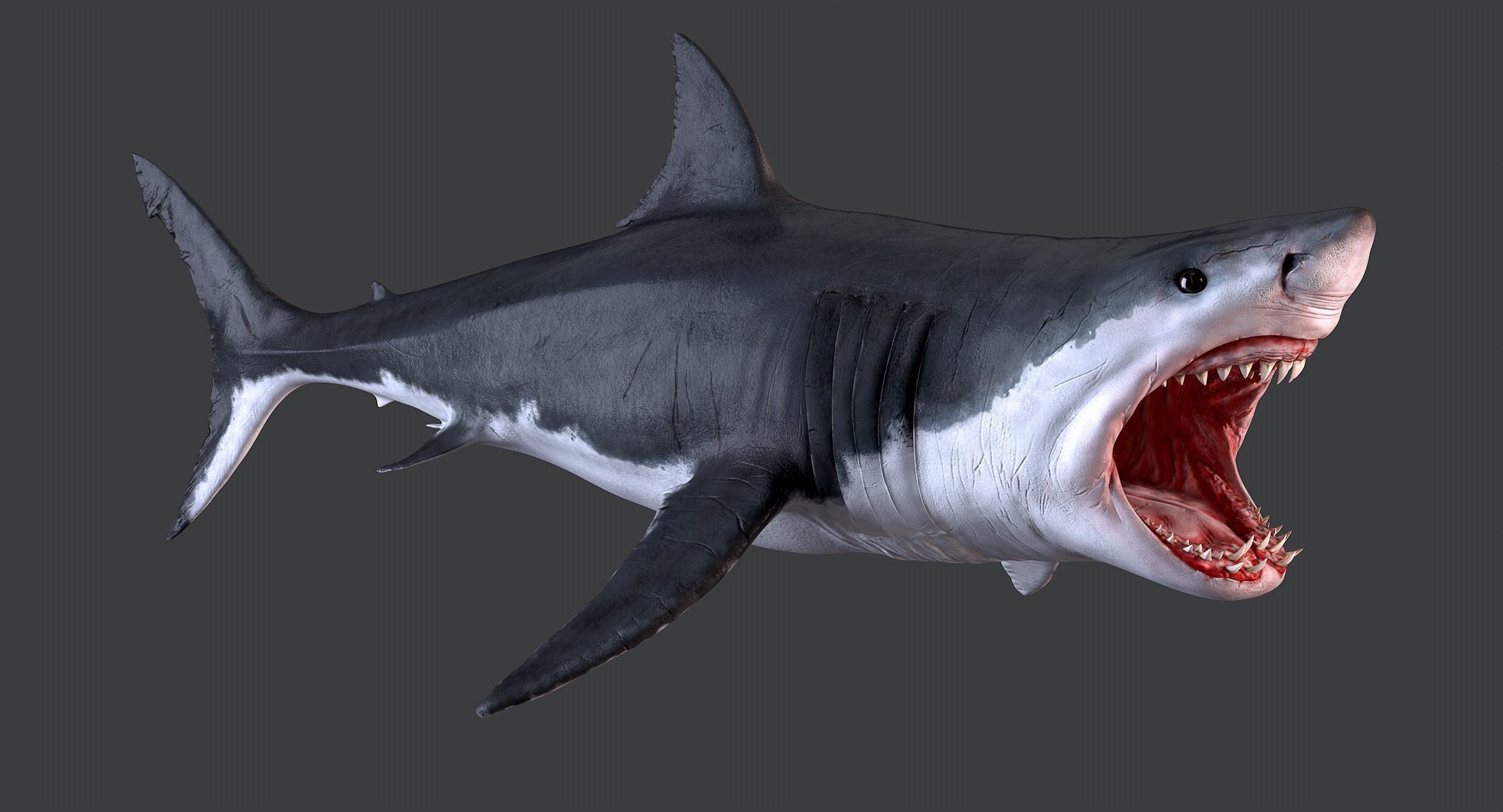 White Shark 3D model_3