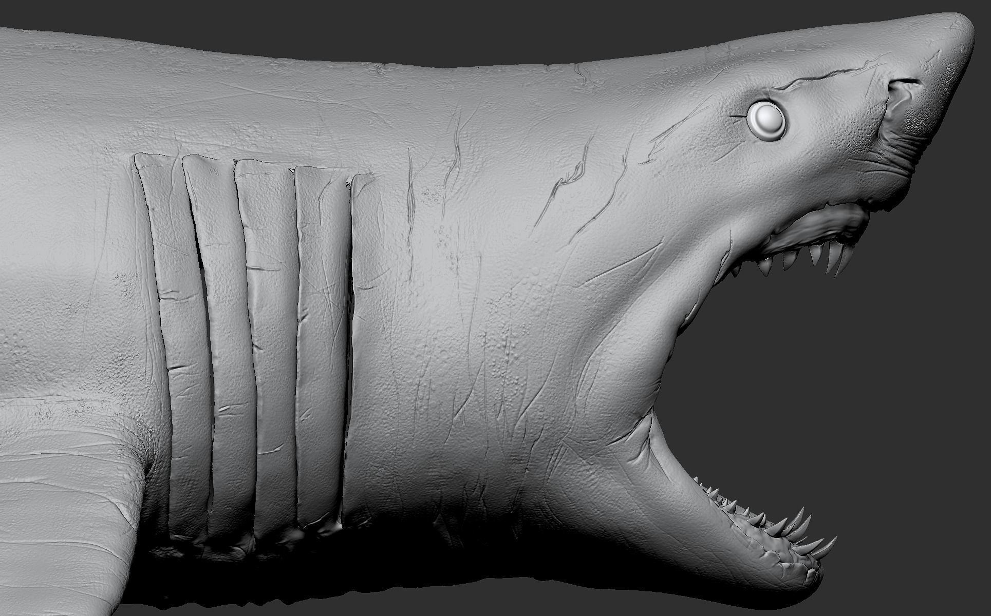 White Shark 3D model_19