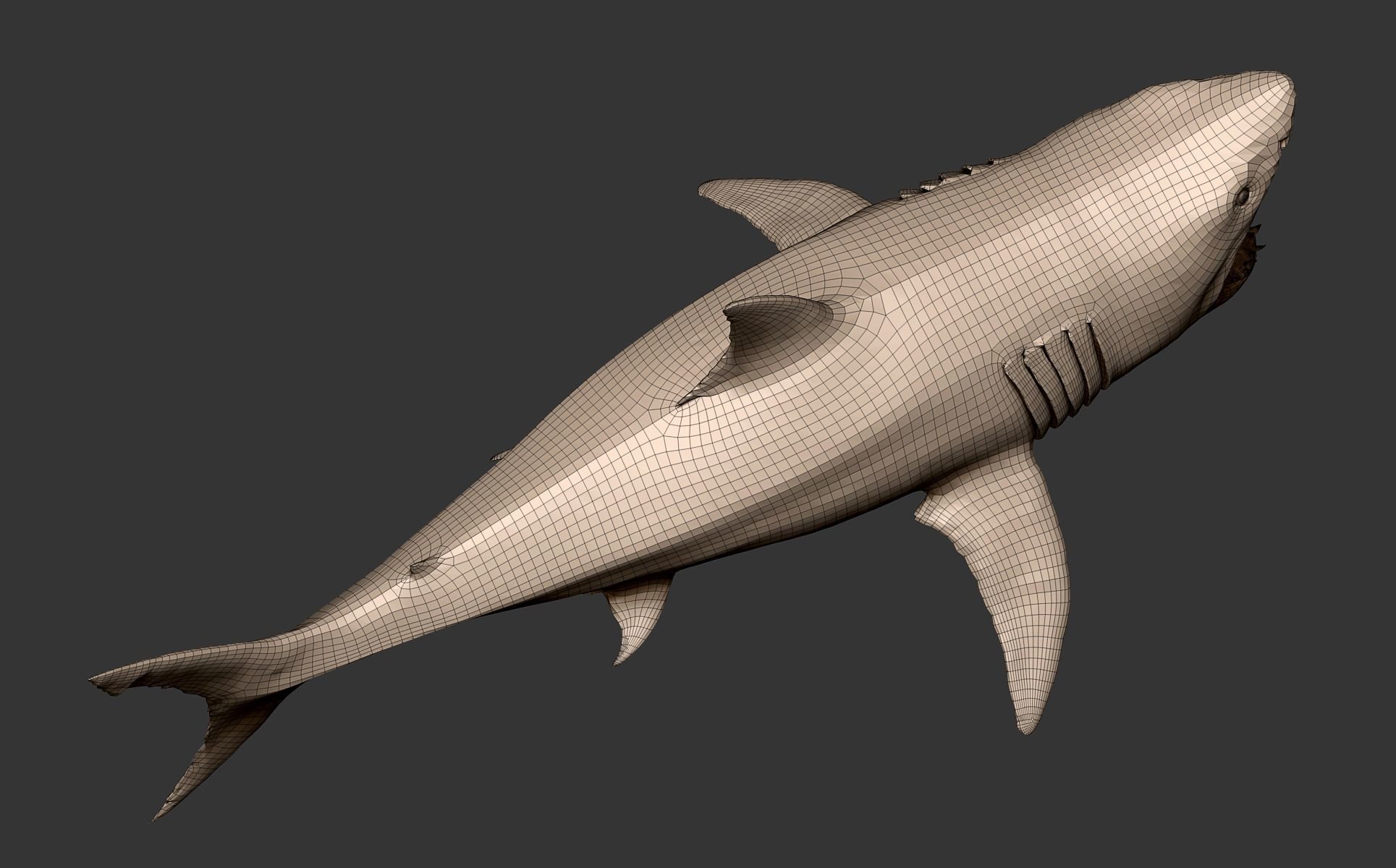 White Shark 3D model_31