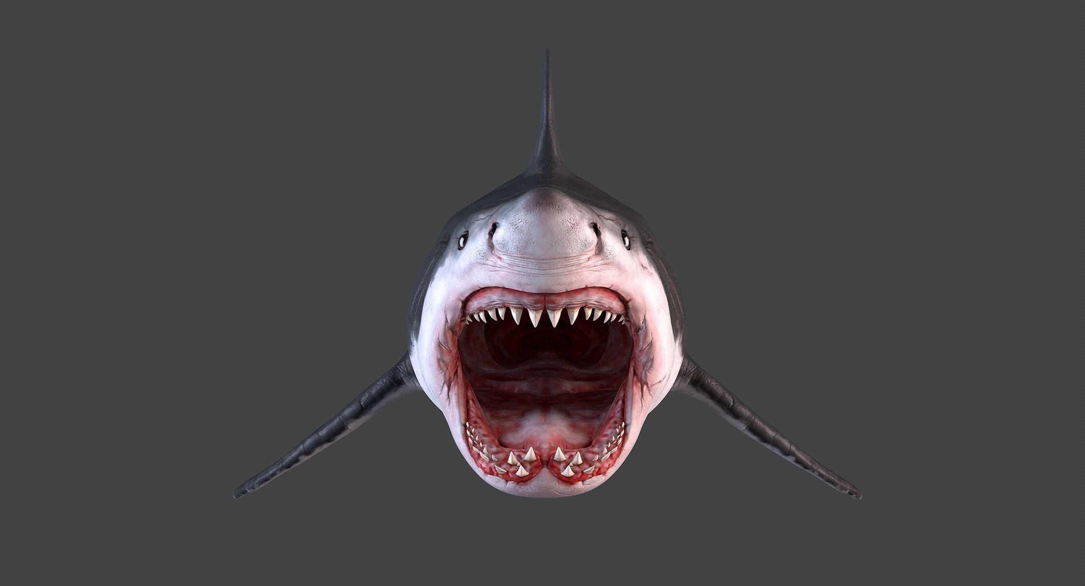 White Shark 3D model_4