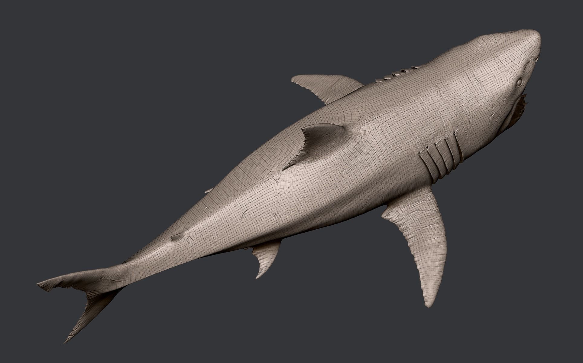 White Shark 3D model_32