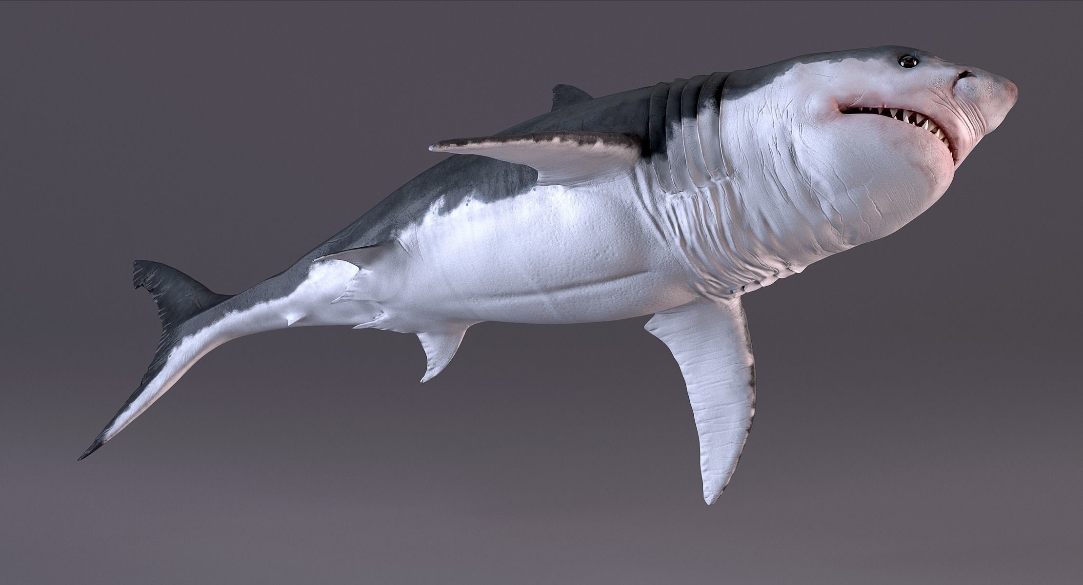 White Shark 3D model_16