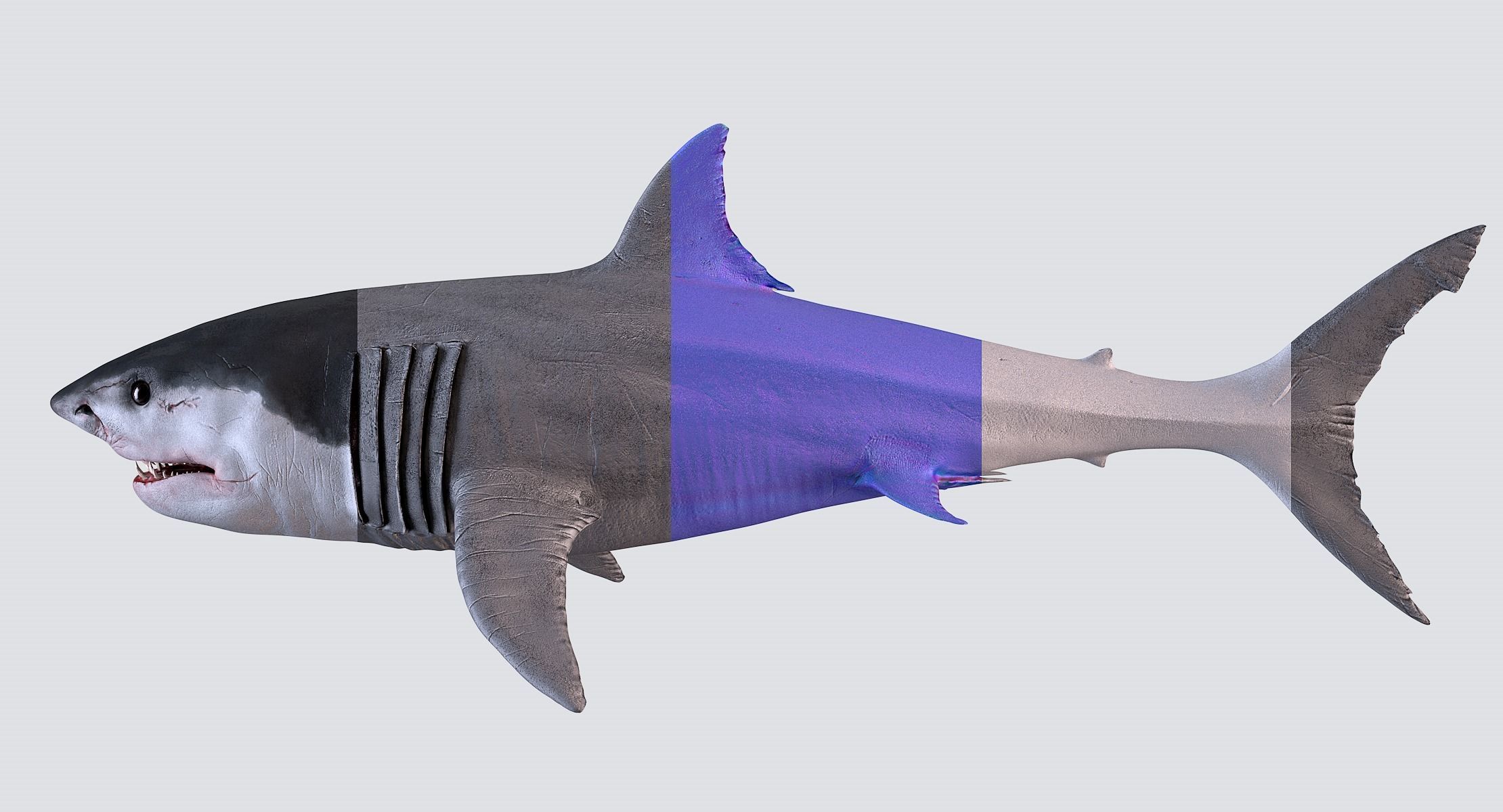 White Shark 3D model_37