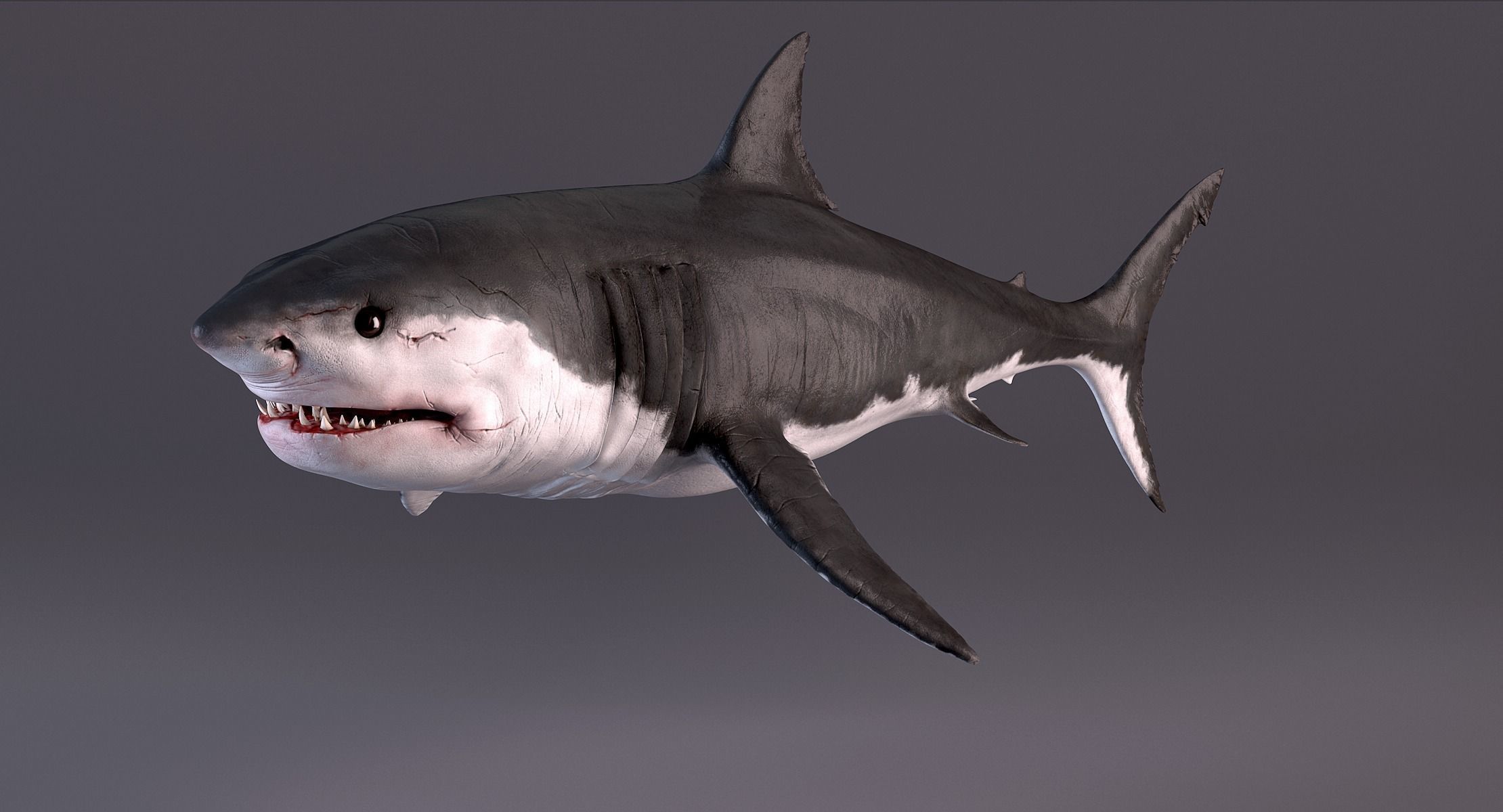 White Shark 3D model_15