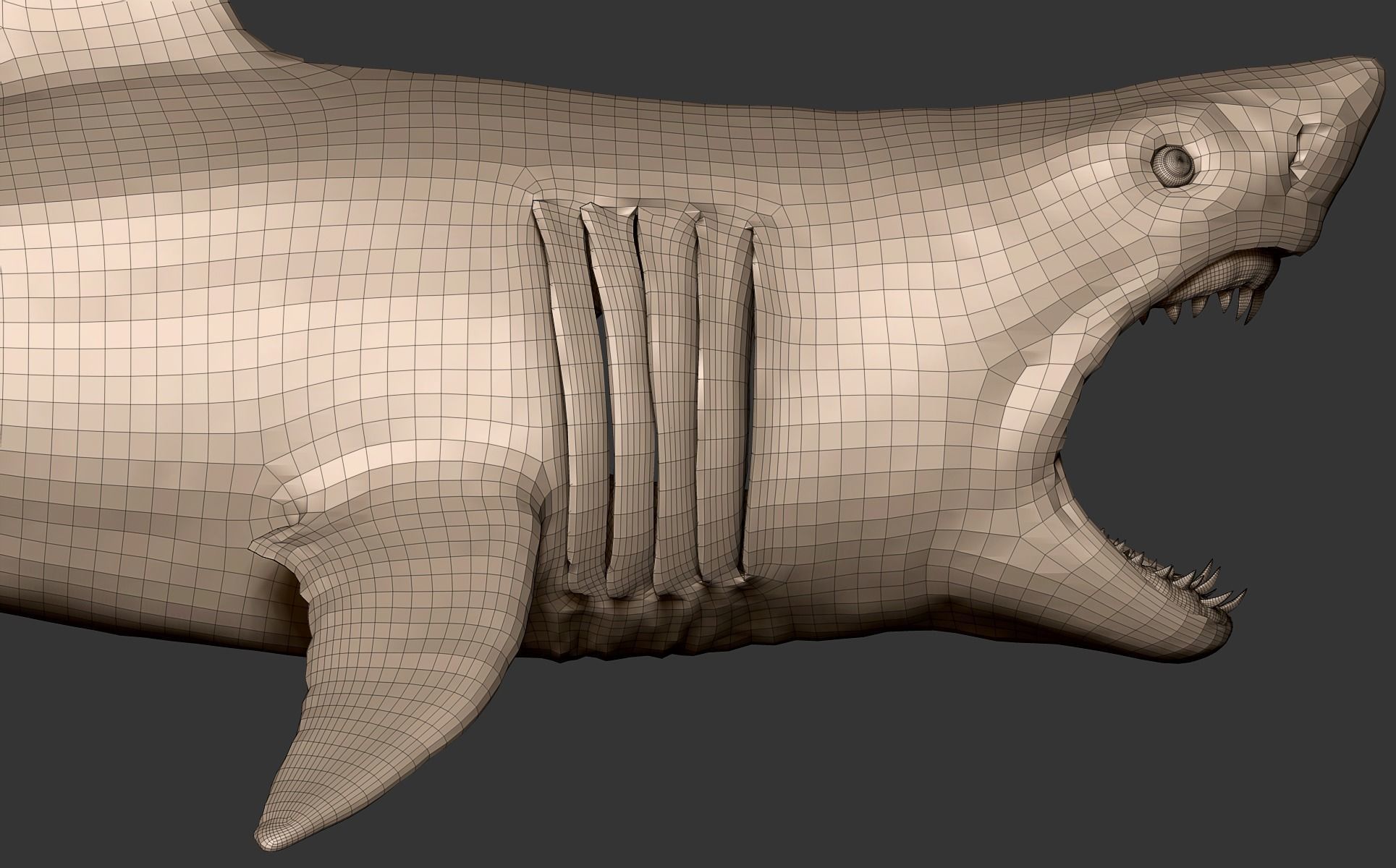 White Shark 3D model_27