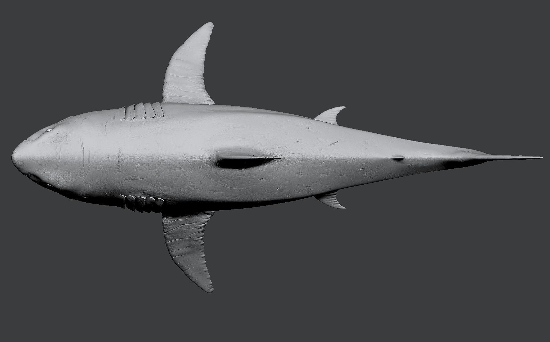 White Shark 3D model_22