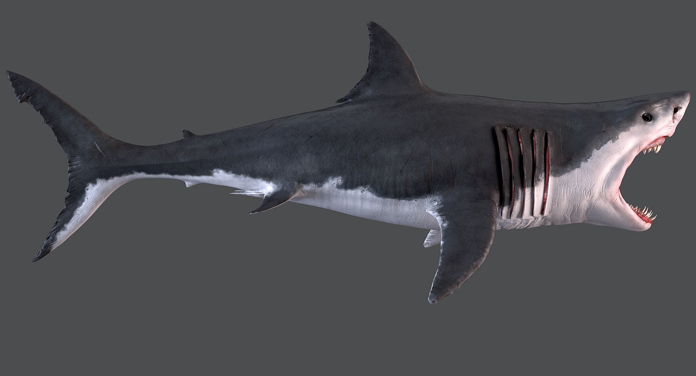 White Shark 3D model_2