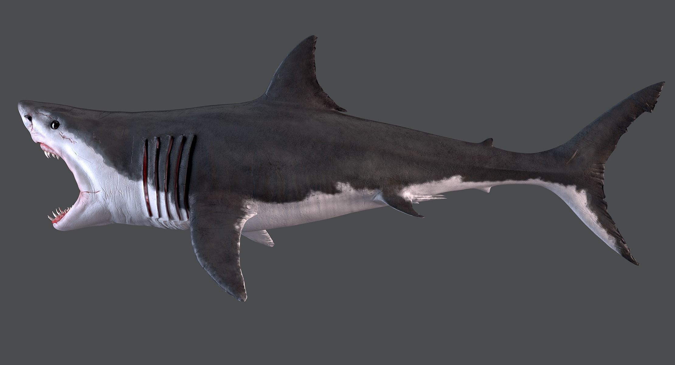 White Shark 3D model_6