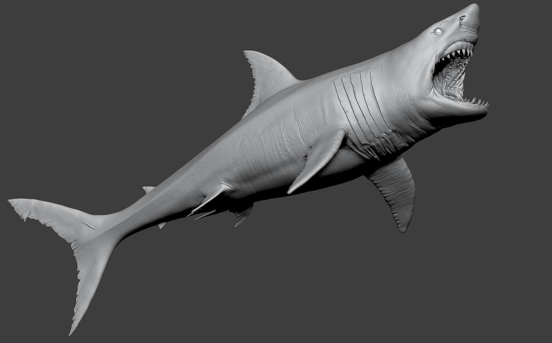 White Shark 3D model_21